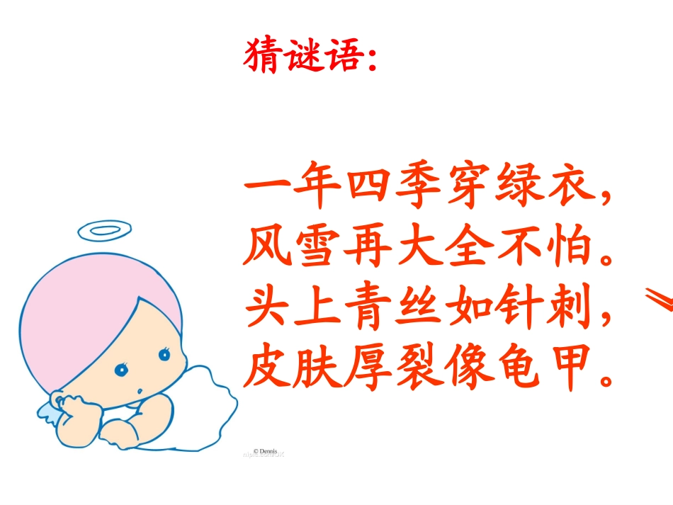 《8小松树和大松树》PPT第一课时_第1页