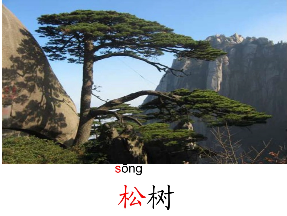 《8小松树和大松树》PPT第一课时_第2页