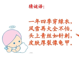 《8小松树和大松树》PPT第一课时