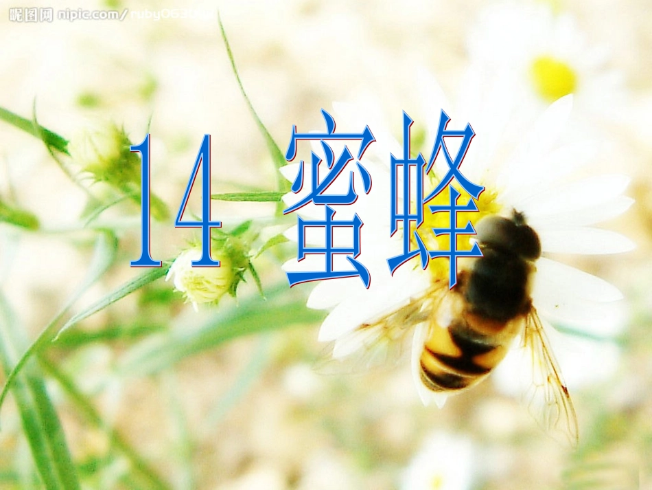 蜜蜂 (2)课件_第1页