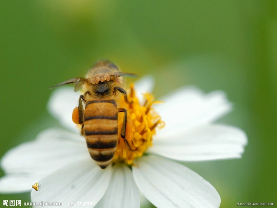 蜜蜂 (2)课件_第3页