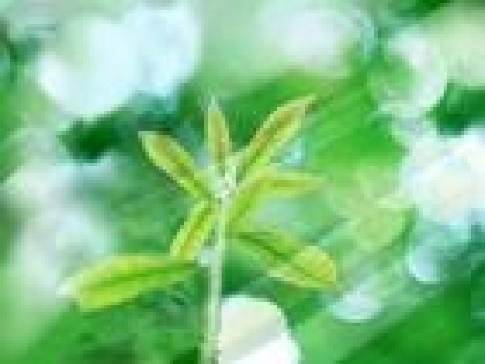 不用种子也能繁殖吗？（PPT）(1)_第2页