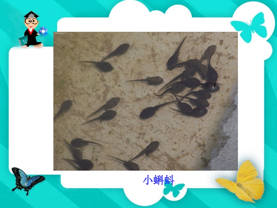 小蝌蚪找妈妈 _第2页