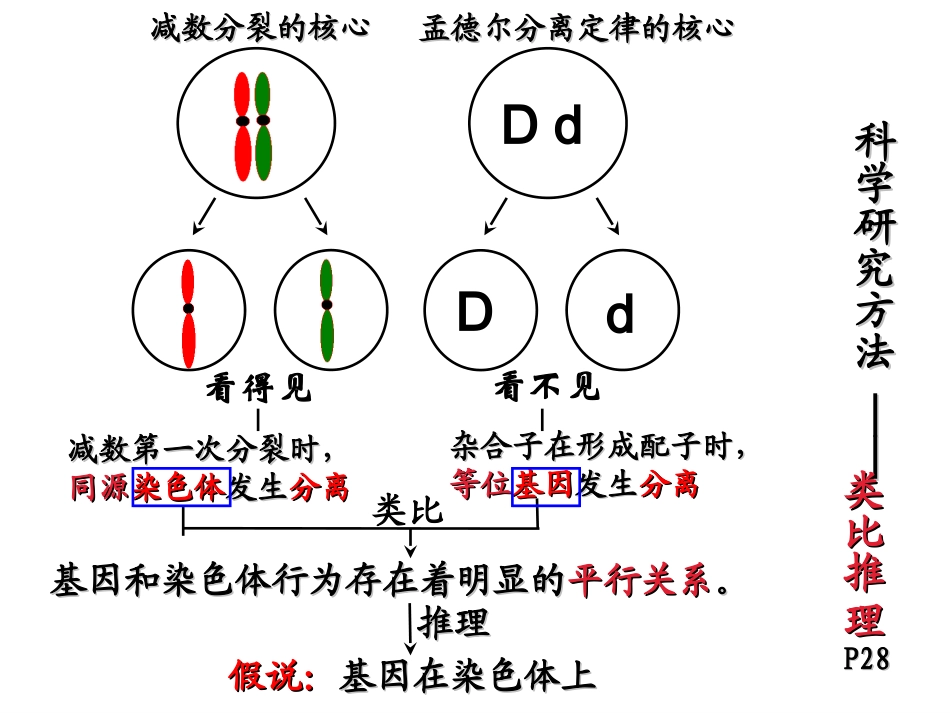 基因在染色体上_第3页