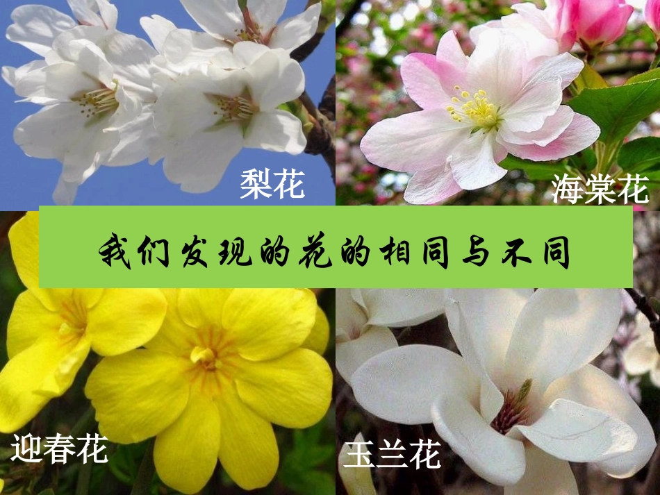 各种各样的花(简化)_第3页