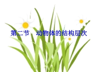 动物体的结构层次复件