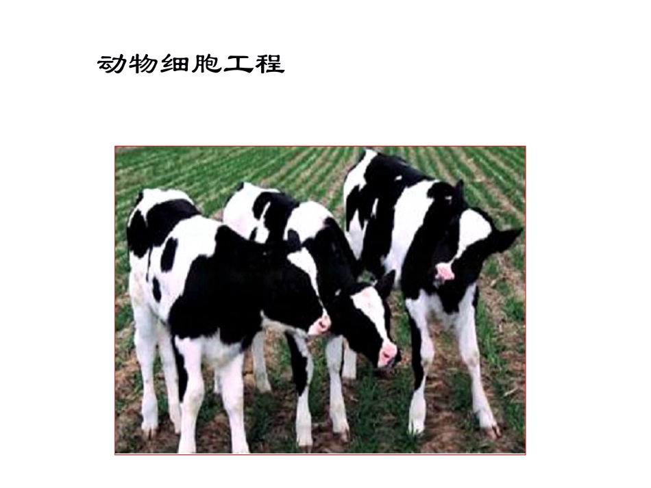 动物细胞工程_第1页