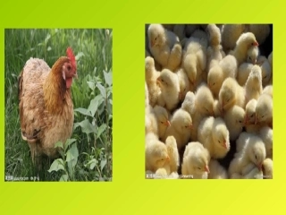 大小多少笔画教学