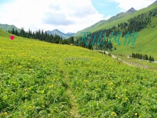 天山风情课件