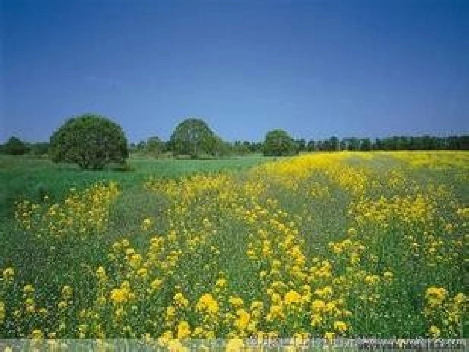 找春天演示文稿_第1页