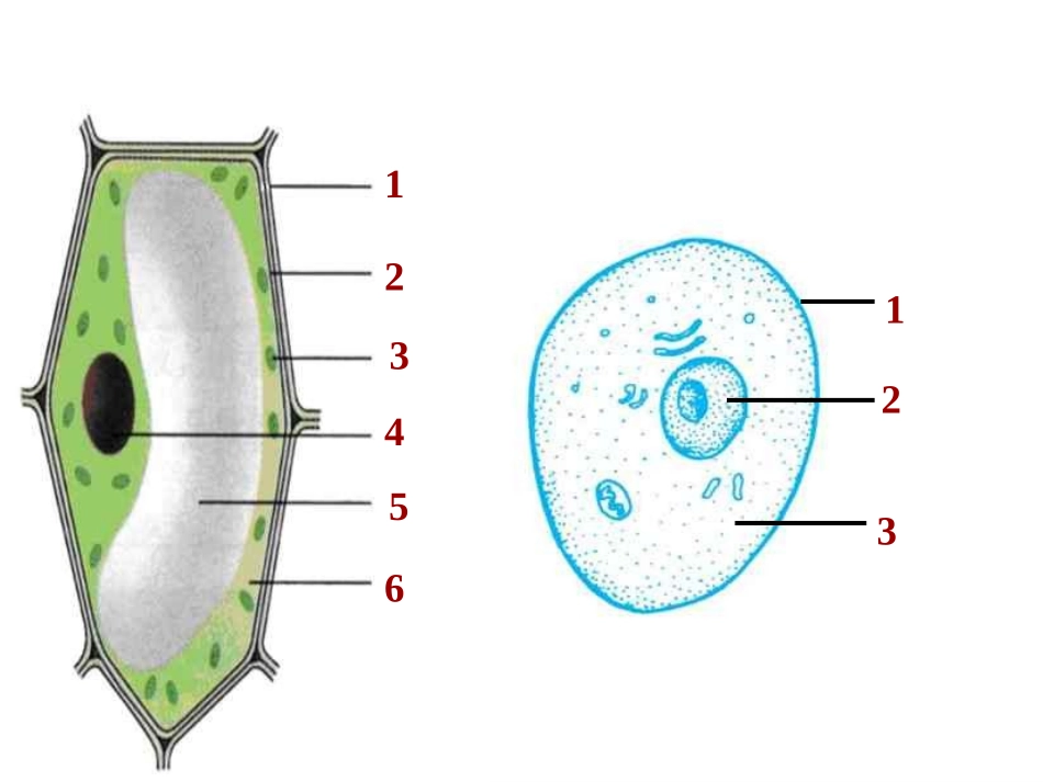 第2节细胞（2）a_第2页