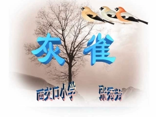 《灰雀》PPT课件第二课时