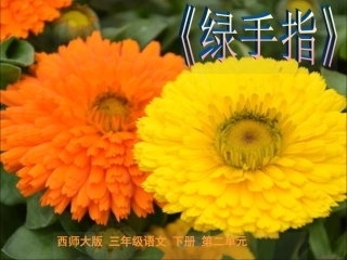 《绿手指》第二课时