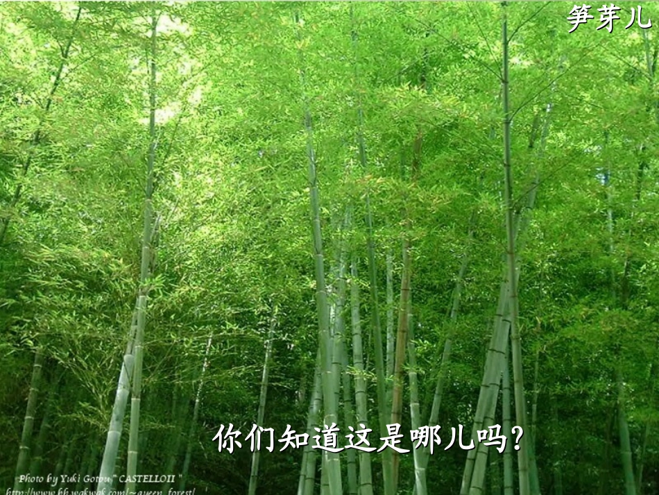 微课《笋芽儿》_第1页