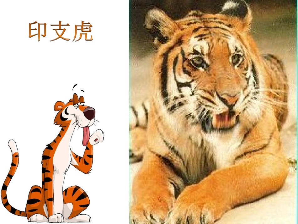 《老虎磨牙》课件3_第2页