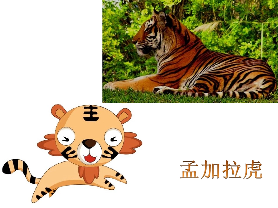 《老虎磨牙》课件3_第3页