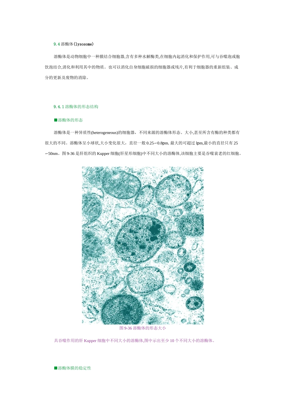 细胞生物学溶酶体_第1页