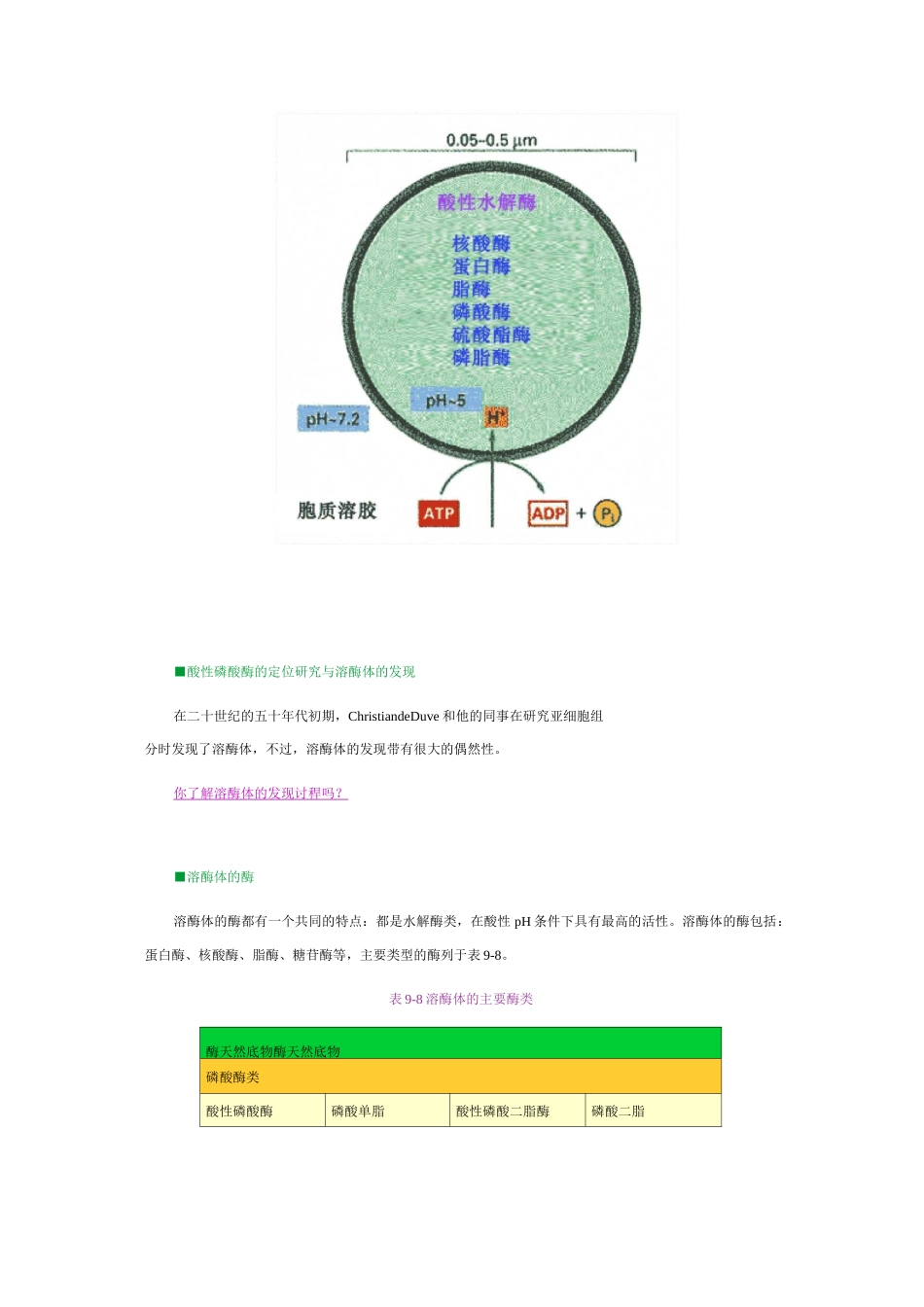 细胞生物学溶酶体_第3页