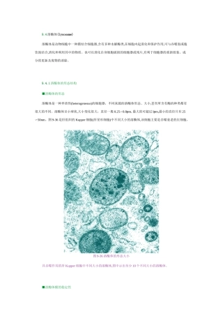 细胞生物学溶酶体