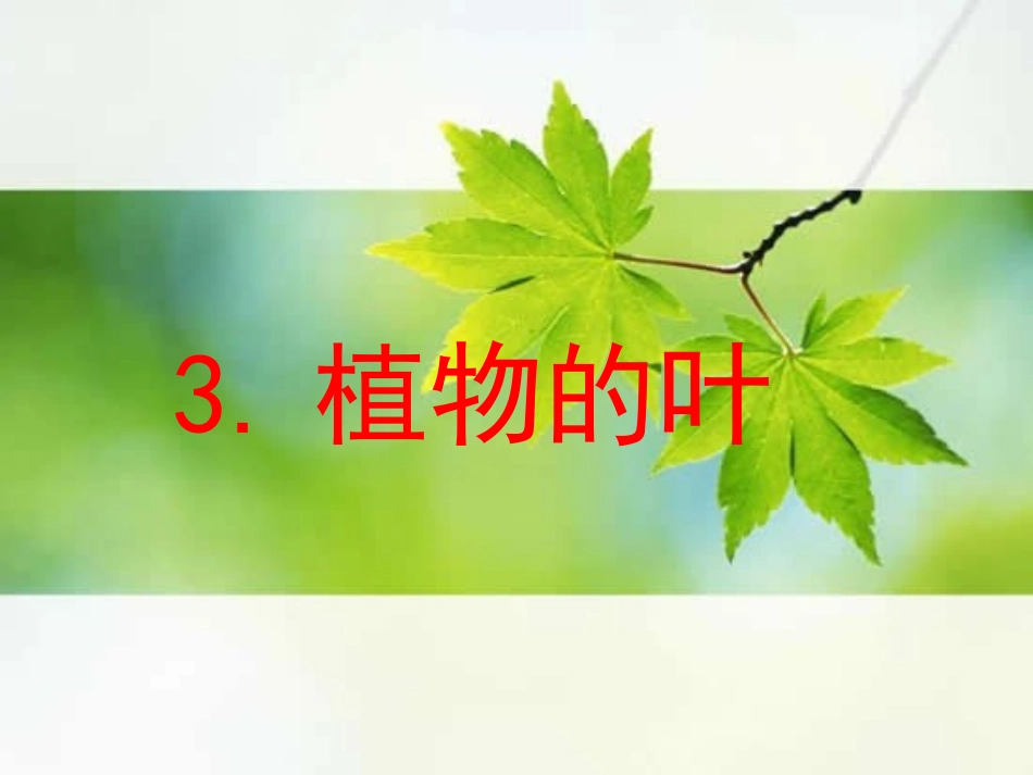 《植物的叶》_第1页