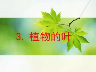 《植物的叶》