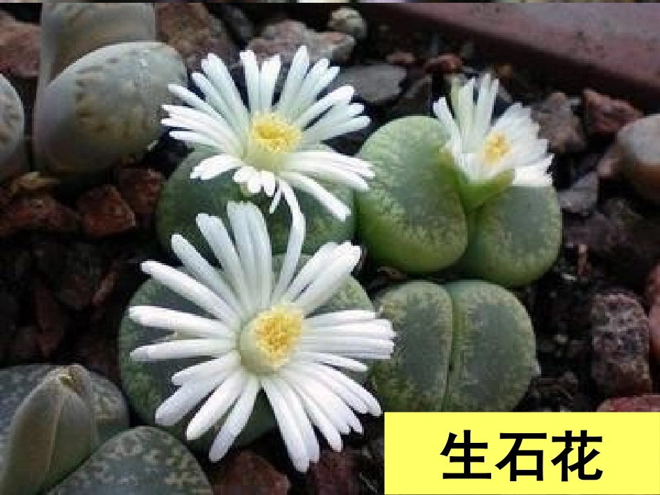 《生物的基本特征》_第2页