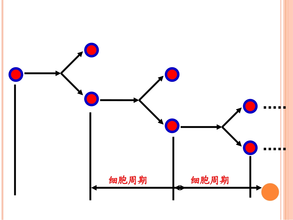 浙教版生物必修一《41细胞的增殖》公开课课件（元济高级中学李湘）（共13张PPT）_第3页