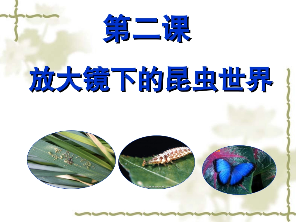 放大镜下的昆虫世界_第1页