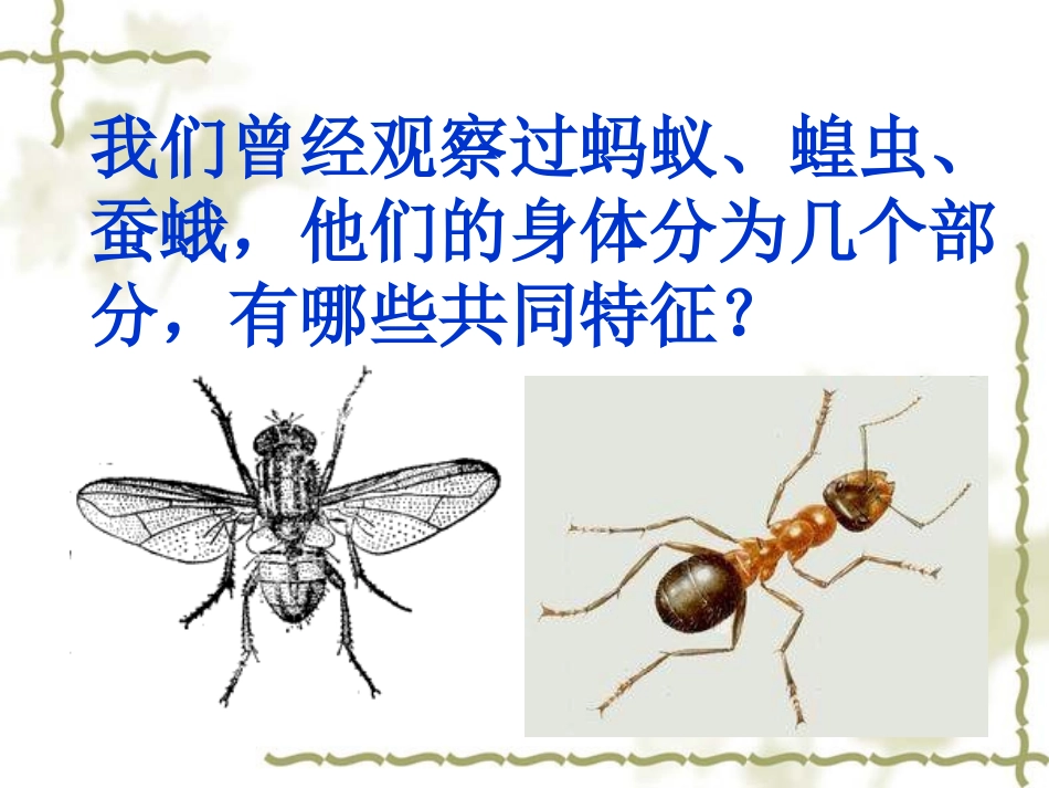 放大镜下的昆虫世界_第3页