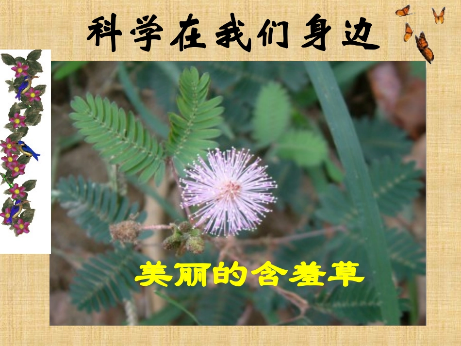 浙教版七上第1节科学并不神秘_第2页