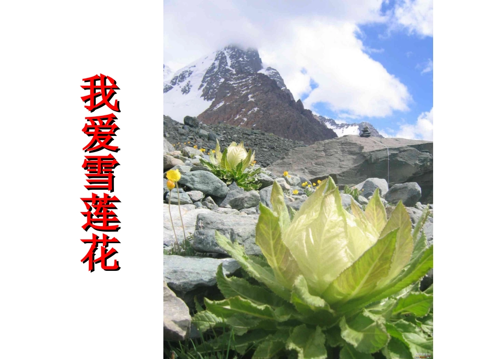 《我爱雪莲花》课件2_第1页