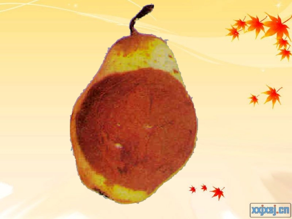 八年级生物人类对细菌和真菌的利用_第2页