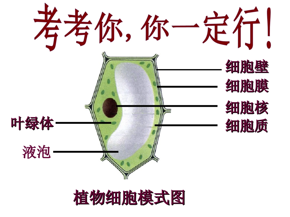 第二单元第一章第四节细胞的生活_第2页