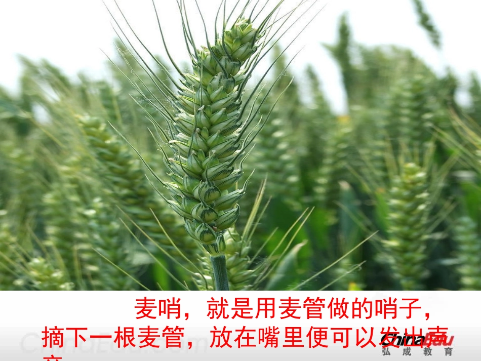 小学四下《麦哨》课件1_第2页