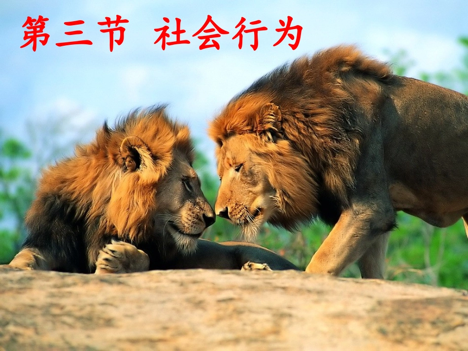 第三节社会行为上课用_第1页