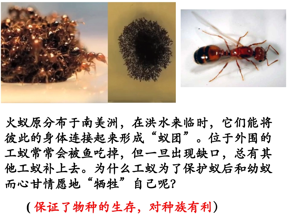 第三节社会行为上课用_第2页