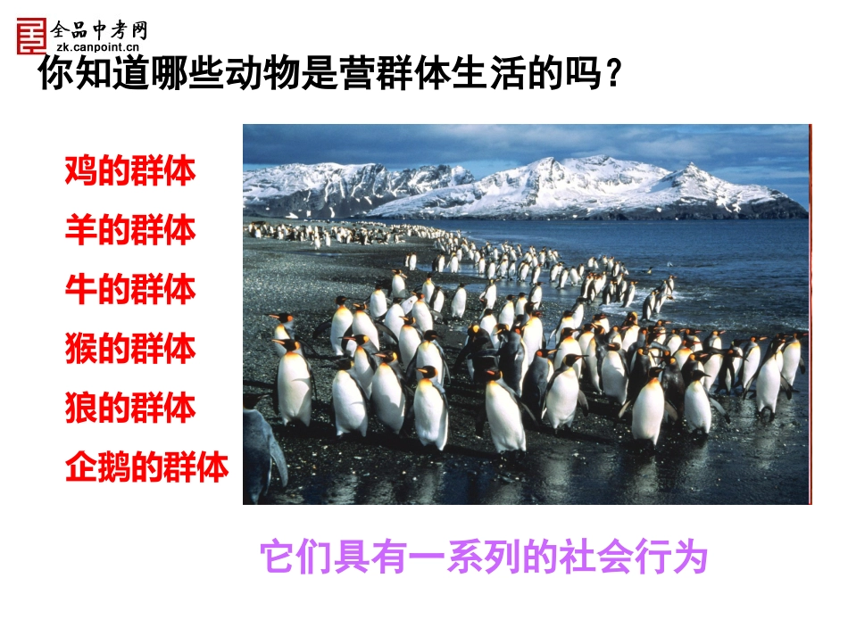 第三节社会行为上课用_第3页