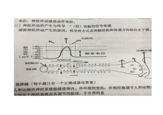 动作电位传导
