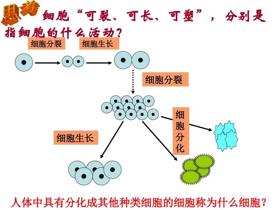 生物体的结构层次_第2页