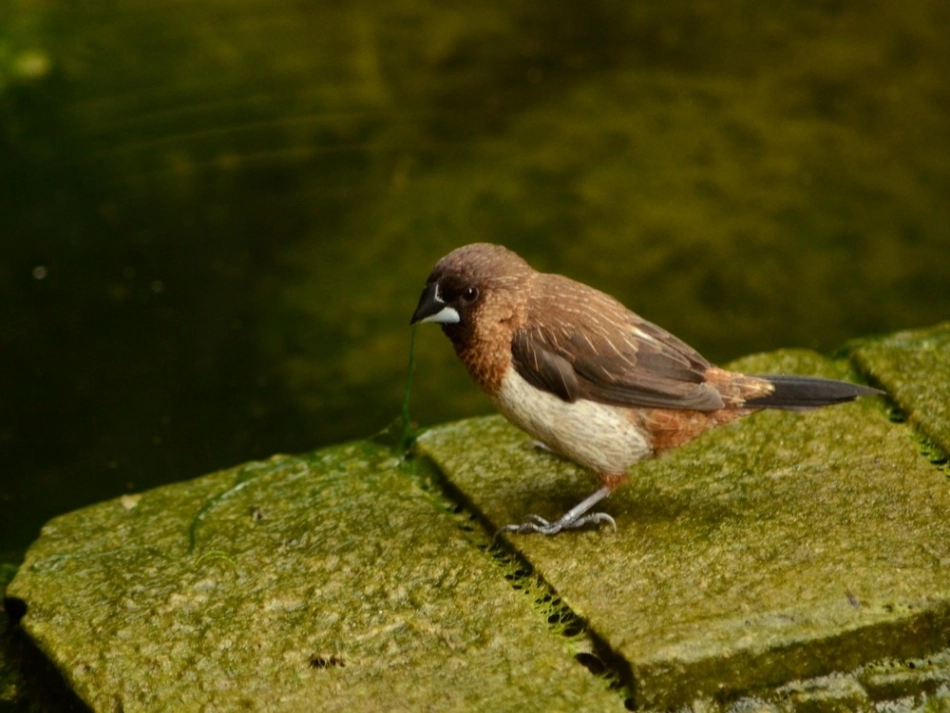 《翠鸟》公开课 (3)_第1页