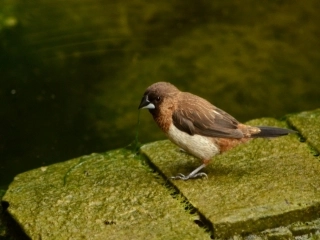 《翠鸟》公开课 (3)