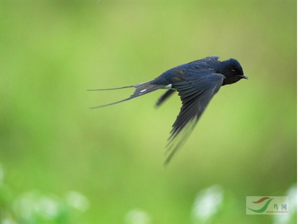 《翠鸟》公开课_第2页