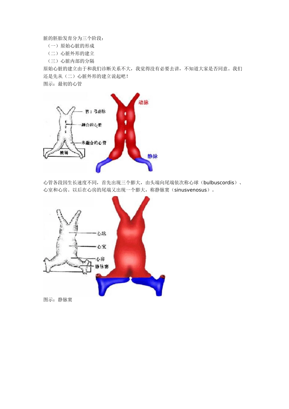 心脏的胚胎发育汇总_第1页
