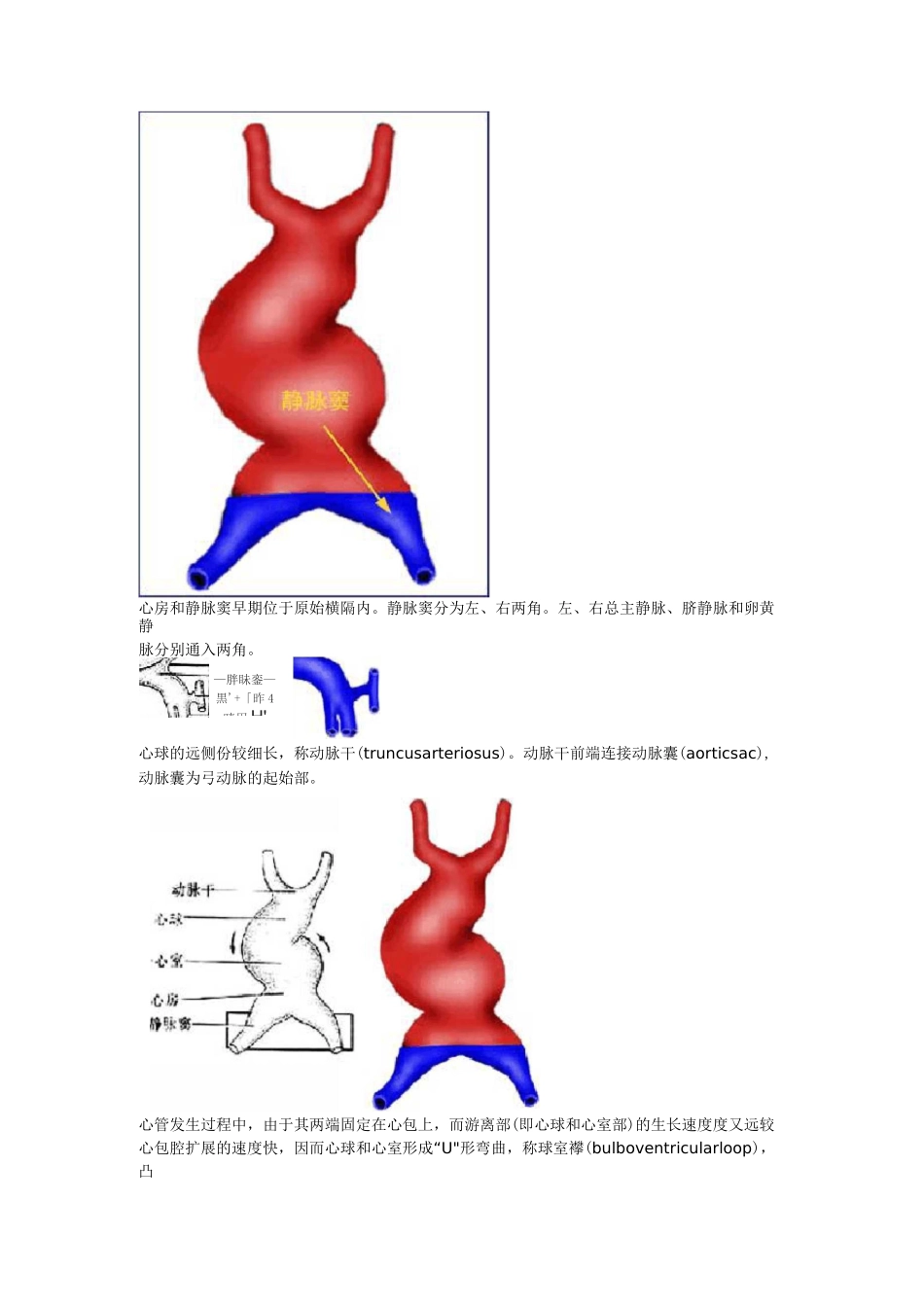 心脏的胚胎发育汇总_第2页