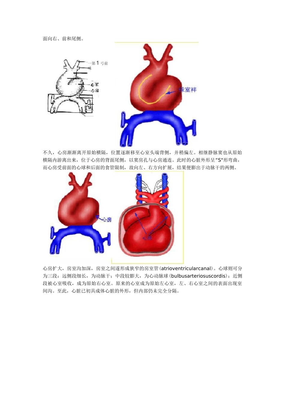 心脏的胚胎发育汇总_第3页