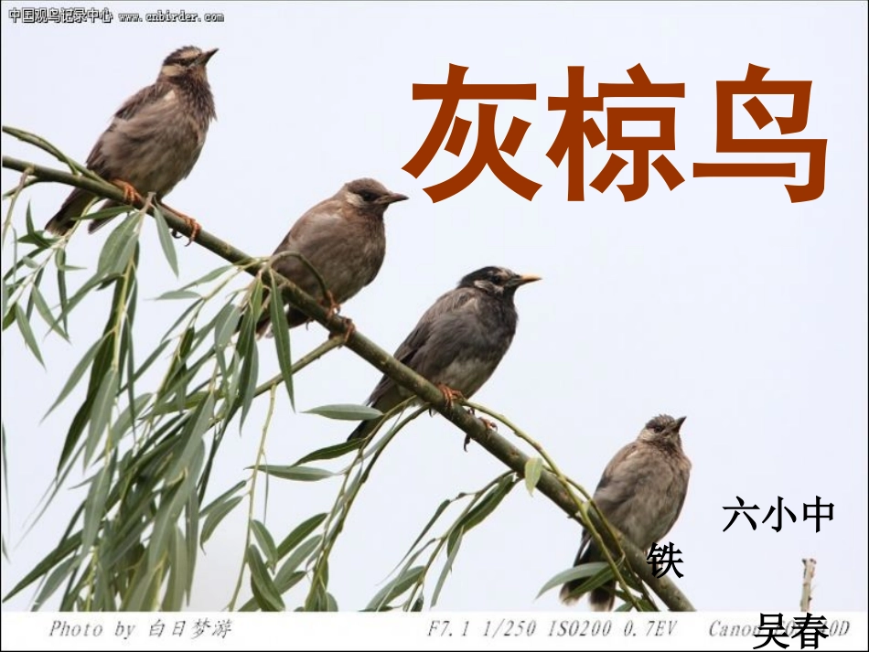 和谐至美——《灰椋鸟》第二课时PPT_第1页