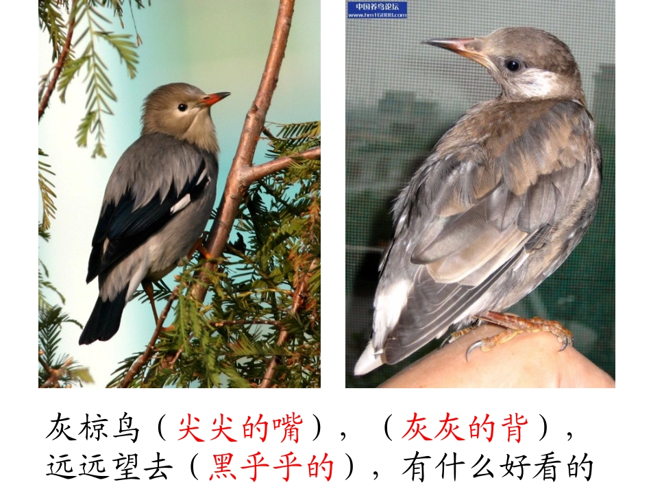 和谐至美——《灰椋鸟》第二课时PPT_第2页