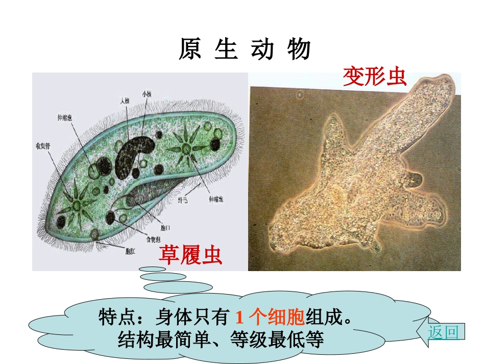 第二课时无脊椎动物_第2页