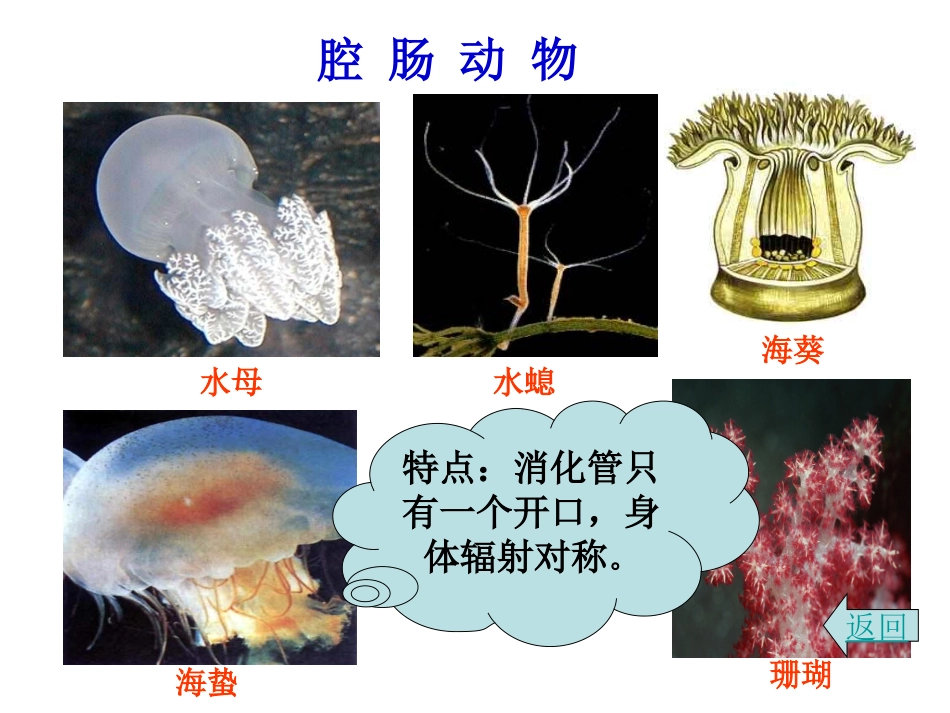 第二课时无脊椎动物_第3页