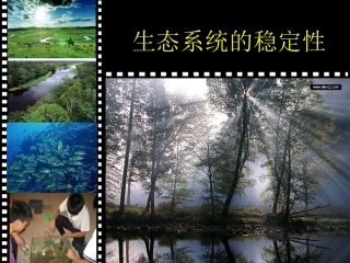 生态系统的稳定性